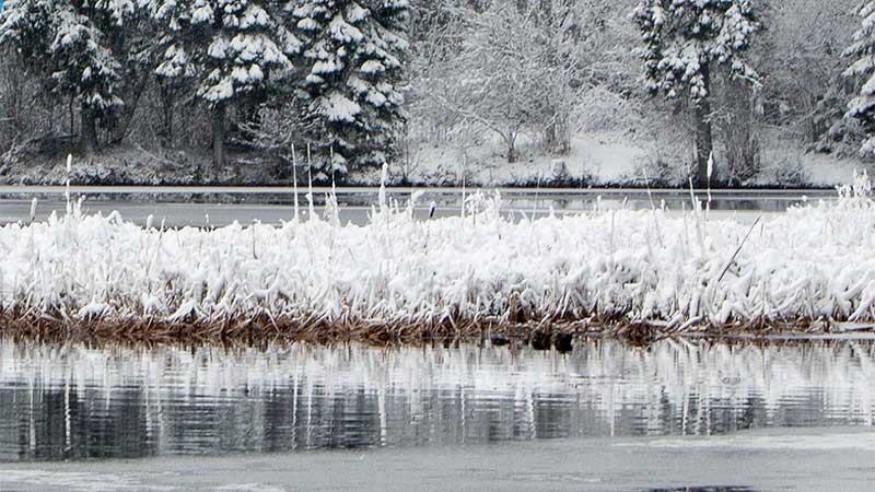 A snow-covered wetland ecosystem, a typical environment for equilibrium-sampling CO2 studies.